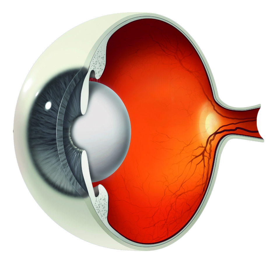 Querschnitt vom Auge als medizinisch-schematische Abbildung.